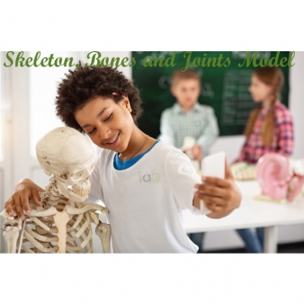 Skeleton, Bones and Joints Model